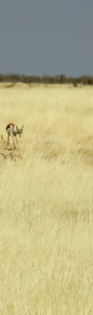 Oryx im Etosha National Park